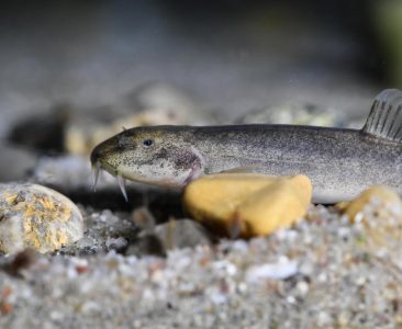 Höhlenfisch in der Aachquellhöhle entdeckt